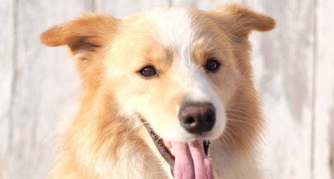 A to jsem já - Aslan :)